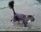 https://lolkot.ru/2011/03/22/glavnoye-hvost-2/
