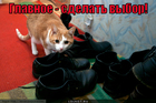 https://lolkot.ru/2012/05/14/glavnoye-vybor/