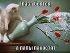 https://lolkot.ru/2013/01/12/glaza-boyatsya-a-lapy-pakostyat/