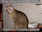 https://lolkot.ru/2013/01/07/glupost-ne-umirayet-voobsche/