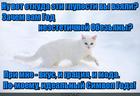 https://lolkot.ru/2016/01/06/god-kotoviy/