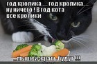 https://lolkot.ru/2011/02/21/god-krolika-2/