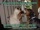 https://lolkot.ru/2014/10/28/gollivudskaya-ulybka/