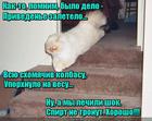 https://lolkot.ru/2016/04/26/golodnyy-glyuk/