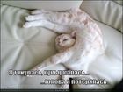 https://lolkot.ru/2011/04/26/golova-poteryalas/