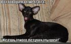 https://lolkot.ru/2012/12/26/govorila-mne-mama-2/