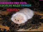 https://lolkot.ru/2011/06/16/govorila-mne-mat/