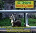 https://lolkot.ru/2011/11/28/gramotei/