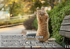 https://lolkot.ru/2012/08/22/gratsiya-i-plastika/