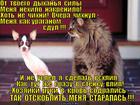 https://lolkot.ru/2013/03/30/groznaya-mosch-kote/