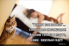 https://lolkot.ru/2012/05/29/gulyayet-kak-koshka/
