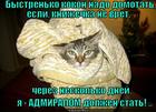 https://lolkot.ru/2015/05/17/gusenitsa-koshki/