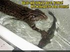 https://lolkot.ru/2013/03/13/hana-dlya-soma/