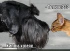 https://lolkot.ru/2011/03/26/hippi-homyak/