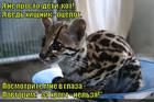 https://lolkot.ru/2015/07/29/hischnika-obizhat-nizzya/