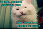 https://lolkot.ru/2014/09/11/hitraya-belaya-morda/