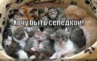 https://lolkot.ru/2011/03/27/hochu-byt-seledkoy/
