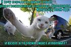 https://lolkot.ru/2012/09/07/hochu-peredat-privet/