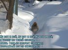 https://lolkot.ru/2011/06/01/holodnyy-veter-yanvarya/