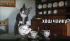 https://lolkot.ru/2010/07/16/hosh-chayku/