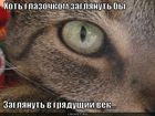 https://lolkot.ru/2011/10/03/hot-glazochkom/