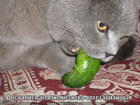 https://lolkot.ru/2011/05/09/hozyayeva-vegetariantsy/