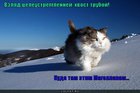 https://lolkot.ru/2010/10/28/hvost-truboy/