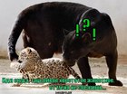 https://lolkot.ru/2012/01/28/hvostatoye-zhivotnoye/