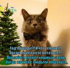 https://lolkot.ru/2013/12/28/hyshnik/