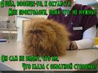 https://lolkot.ru/2016/02/03/i-vam-k-okulistu/