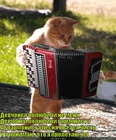 https://lolkot.ru/2011/03/26/i-ya-ponimayu-chto-ya-proletayu-s/