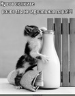 https://lolkot.ru/2011/02/03/idealnaya-para/