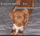 https://lolkot.ru/2010/08/06/igra-v-krokodila/