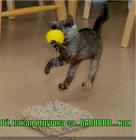 https://lolkot.ru/2011/04/11/igrushka/