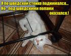 https://lolkot.ru/2015/11/19/ikea-i-gde-ya/