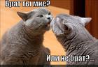 https://lolkot.ru/2012/12/26/ili-ne-brat/