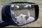 https://lolkot.ru/2011/02/10/immobilayzer/