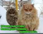 https://lolkot.ru/2016/12/26/interesnaya-podrabotka/