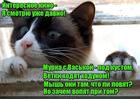 https://lolkot.ru/2017/06/03/interesnoye-kino/