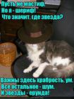 https://lolkot.ru/2016/05/15/ischeyka/