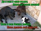 https://lolkot.ru/2014/10/16/ischeznoveniye-i-podozhreniye/