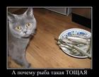 https://lolkot.ru/2015/08/24/ishudala/