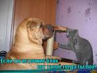 https://lolkot.ru/2011/04/17/istochnik-bloh/