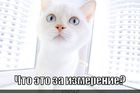 https://lolkot.ru/2010/12/17/izmereniye/