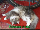 https://lolkot.ru/2012/01/25/k-laskam-gotov/