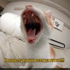 https://lolkot.ru/2011/01/27/k-priyemu-pischi-gotov/