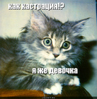 https://lolkot.ru/2011/06/06/kak-kastratsiya/