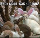 https://lolkot.ru/2011/06/20/kak-krolik/
