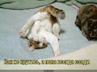 https://lolkot.ru/2011/06/06/kak-ne-krutis/