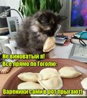 https://lolkot.ru/2016/07/16/kak-po-pisanomu/